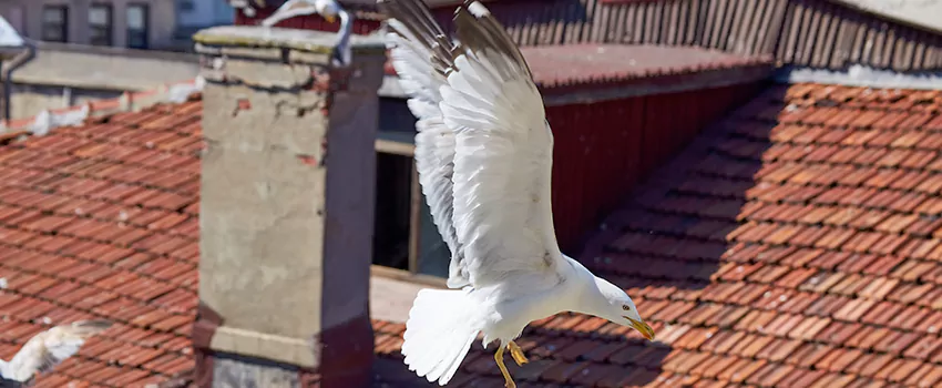 Residential Chimney Animal Removal Solution in Dickinson, ND