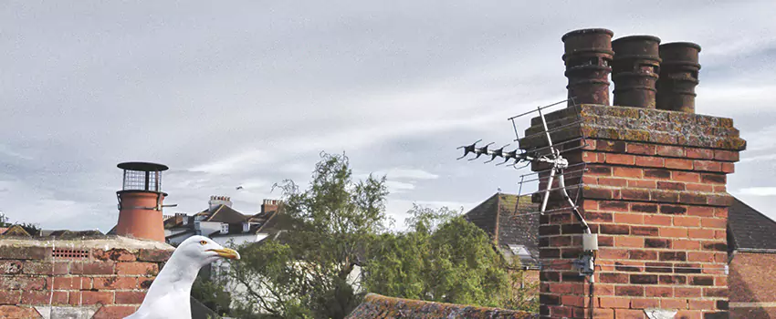 Chimney Cleaning And Restoration in Dickinson, North Dakota
